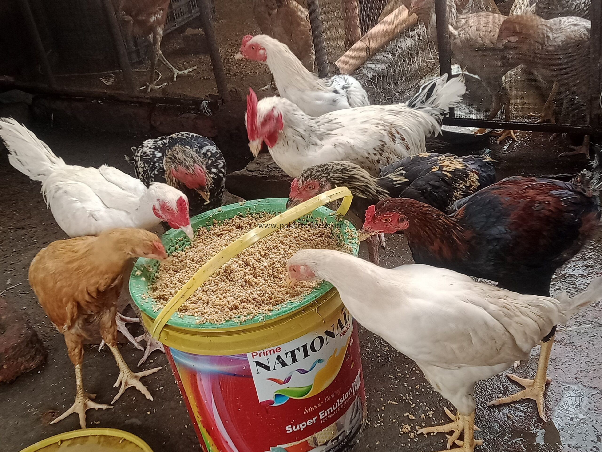 Aseel breed roster in Lahore