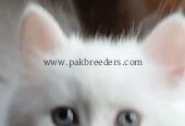 British short hair original breed