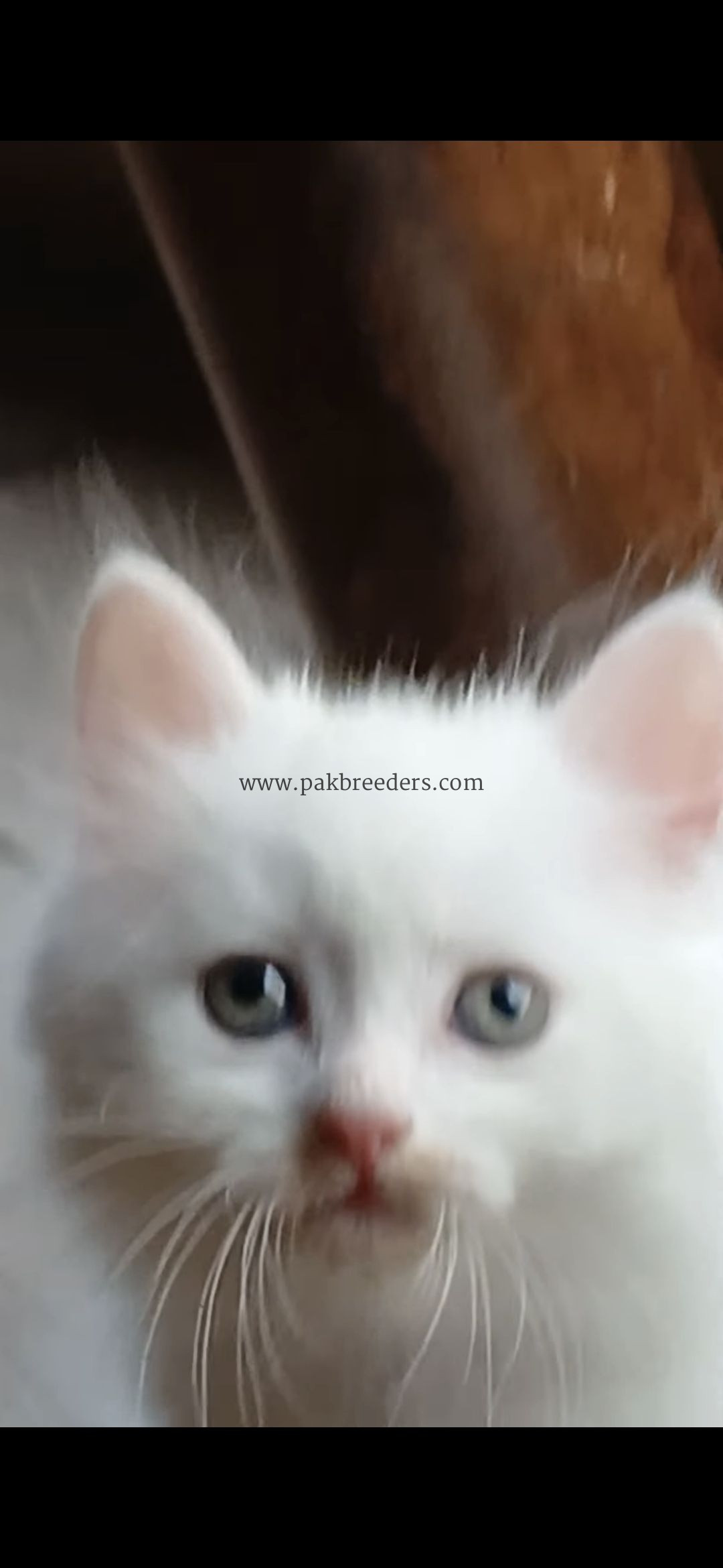 British short hair original breed
