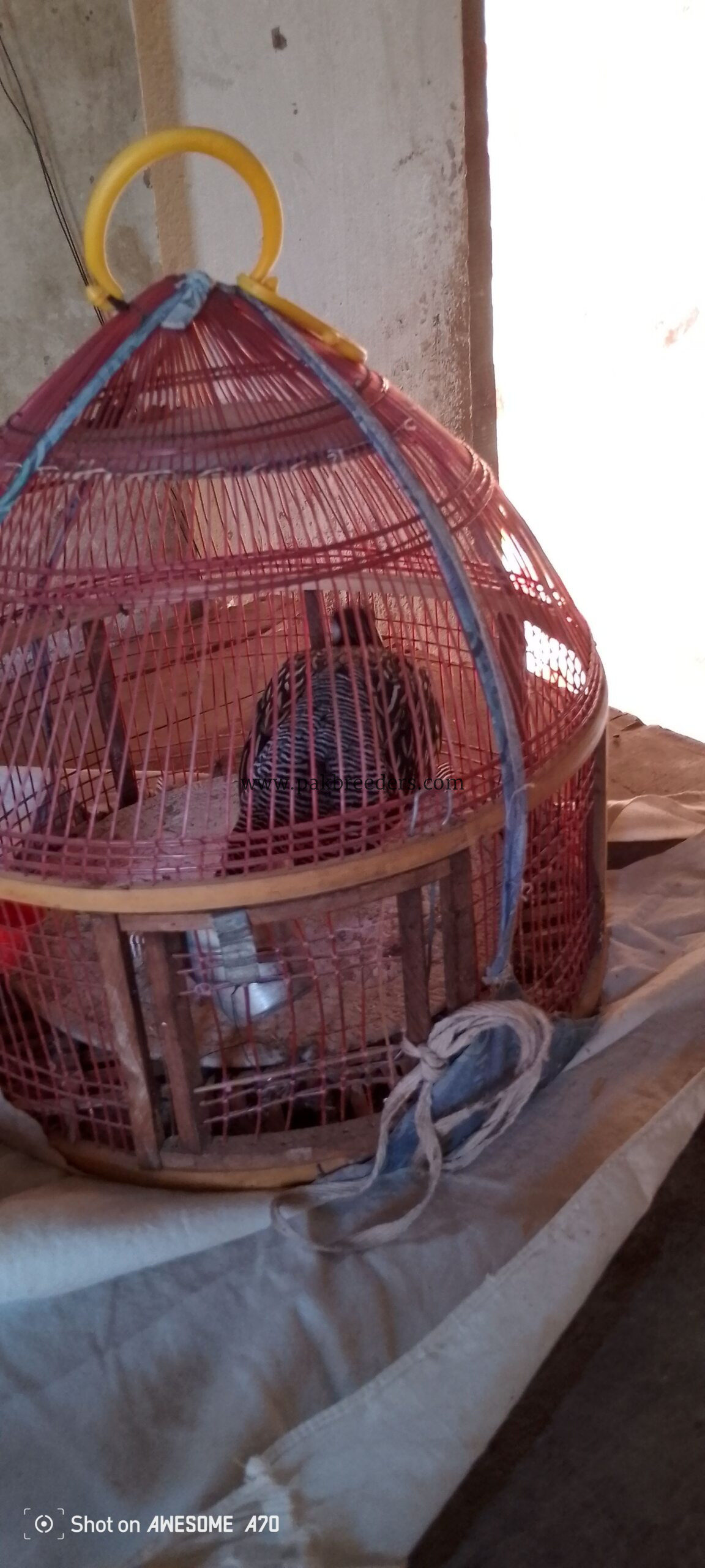 Sindi Black Teter for sale