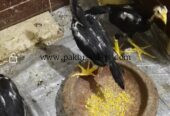 Black shamoo chicks 4 piece
