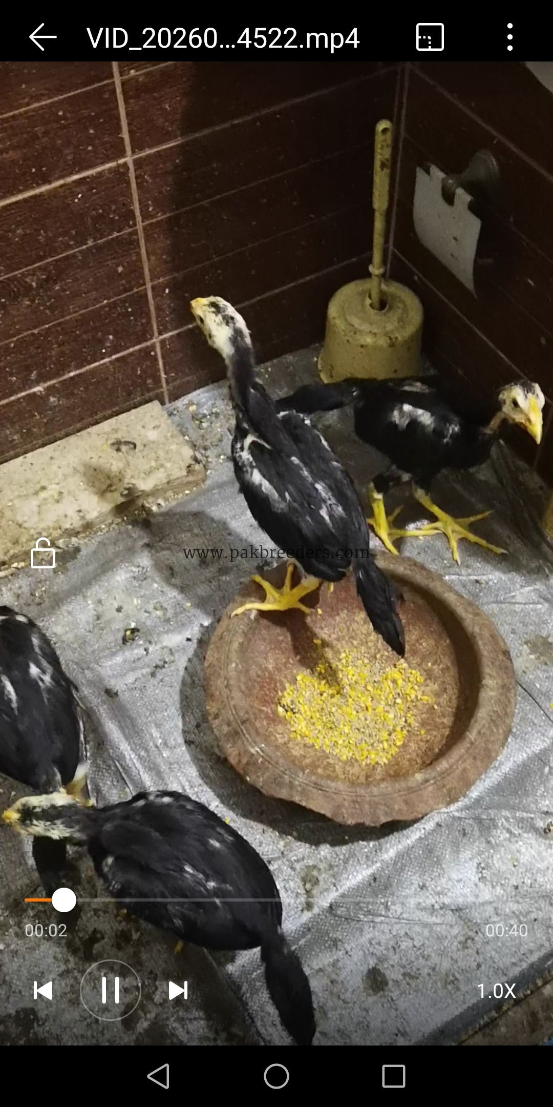 Black shamoo chicks 4 piece