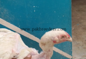 High quality herra pair