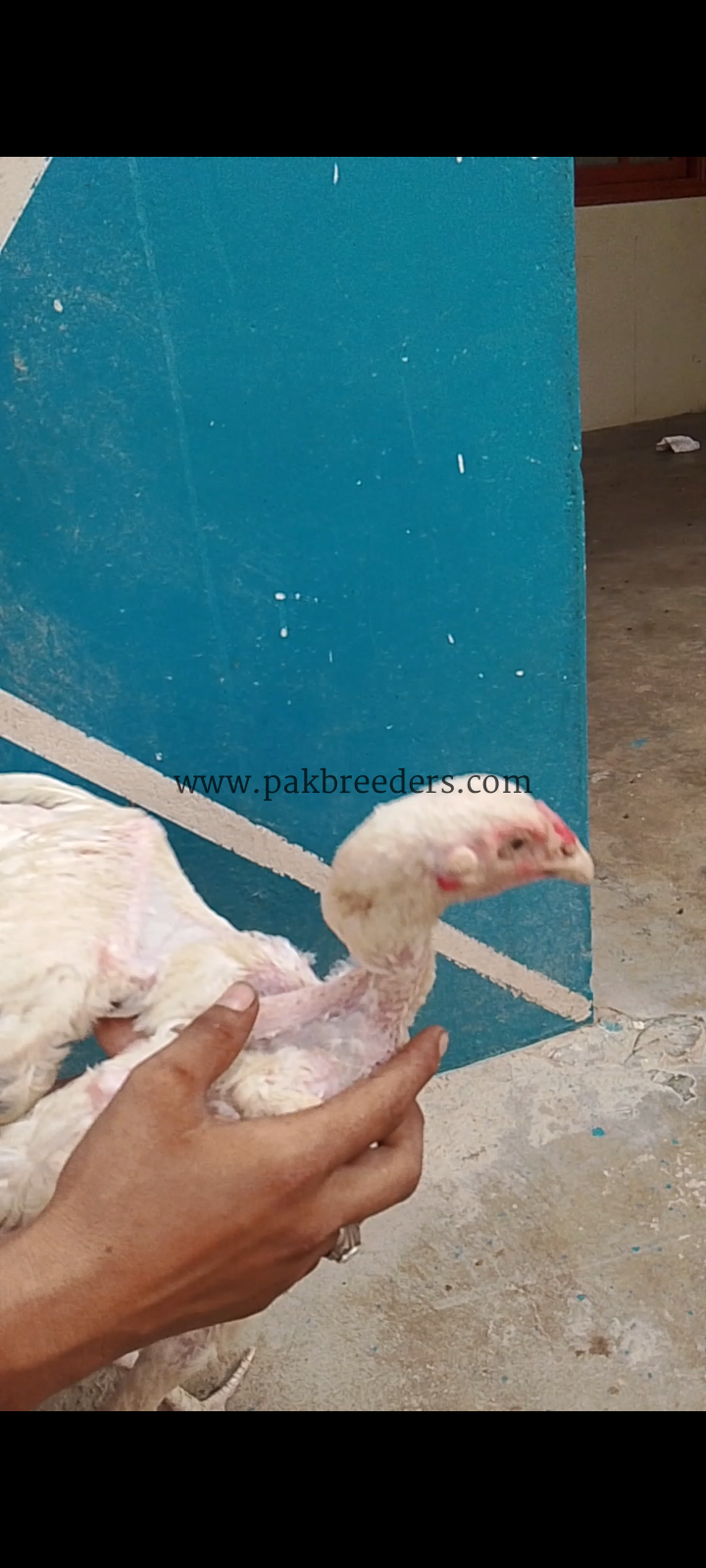 High quality herra pair