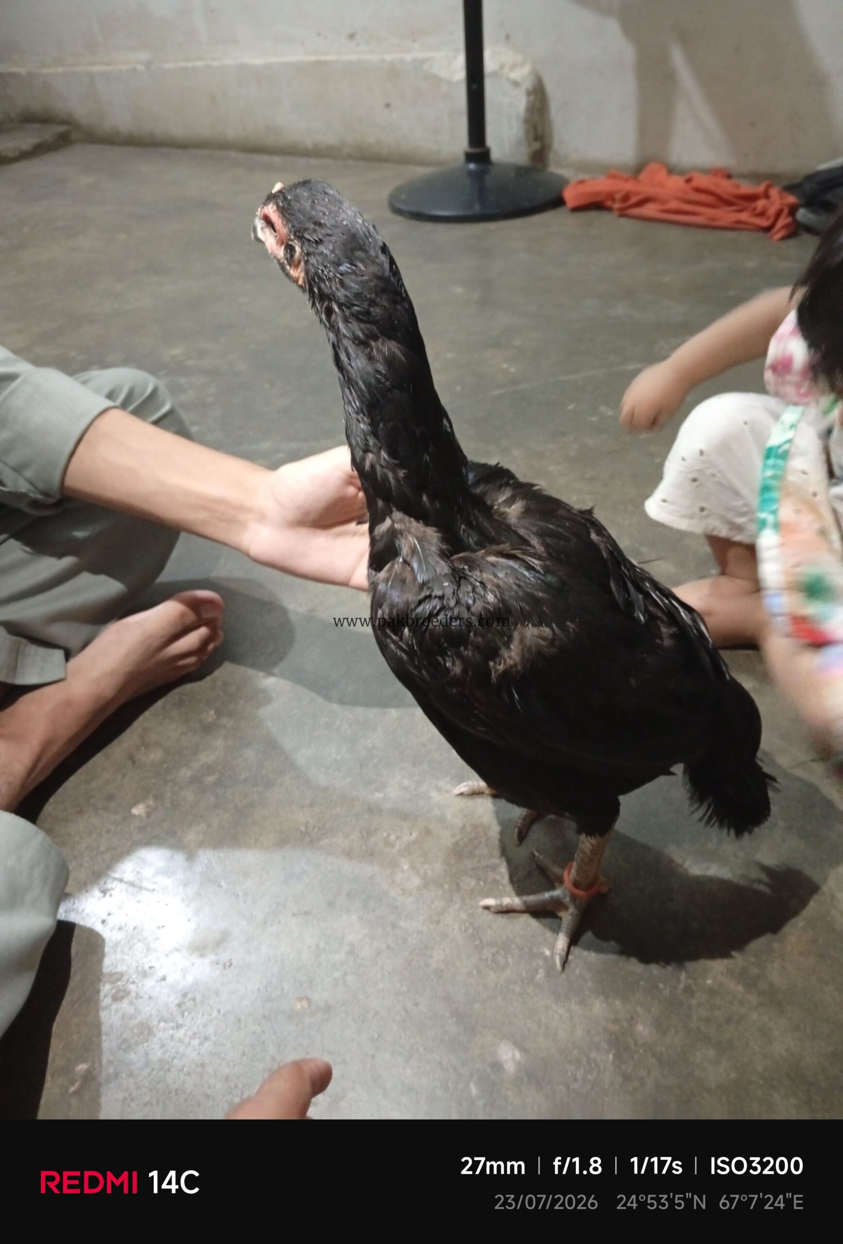 Aseel Pair jawa and mushki