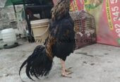 Jawa Aseel Murgha High Quality