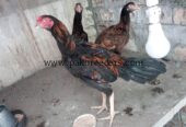 Lasani+sindi cross ۔