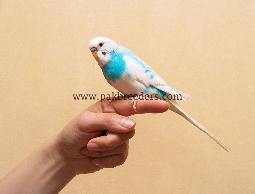 Budgies Parrot 100% Hand Tame Hie