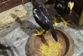Black shamoo chicks 4 piece