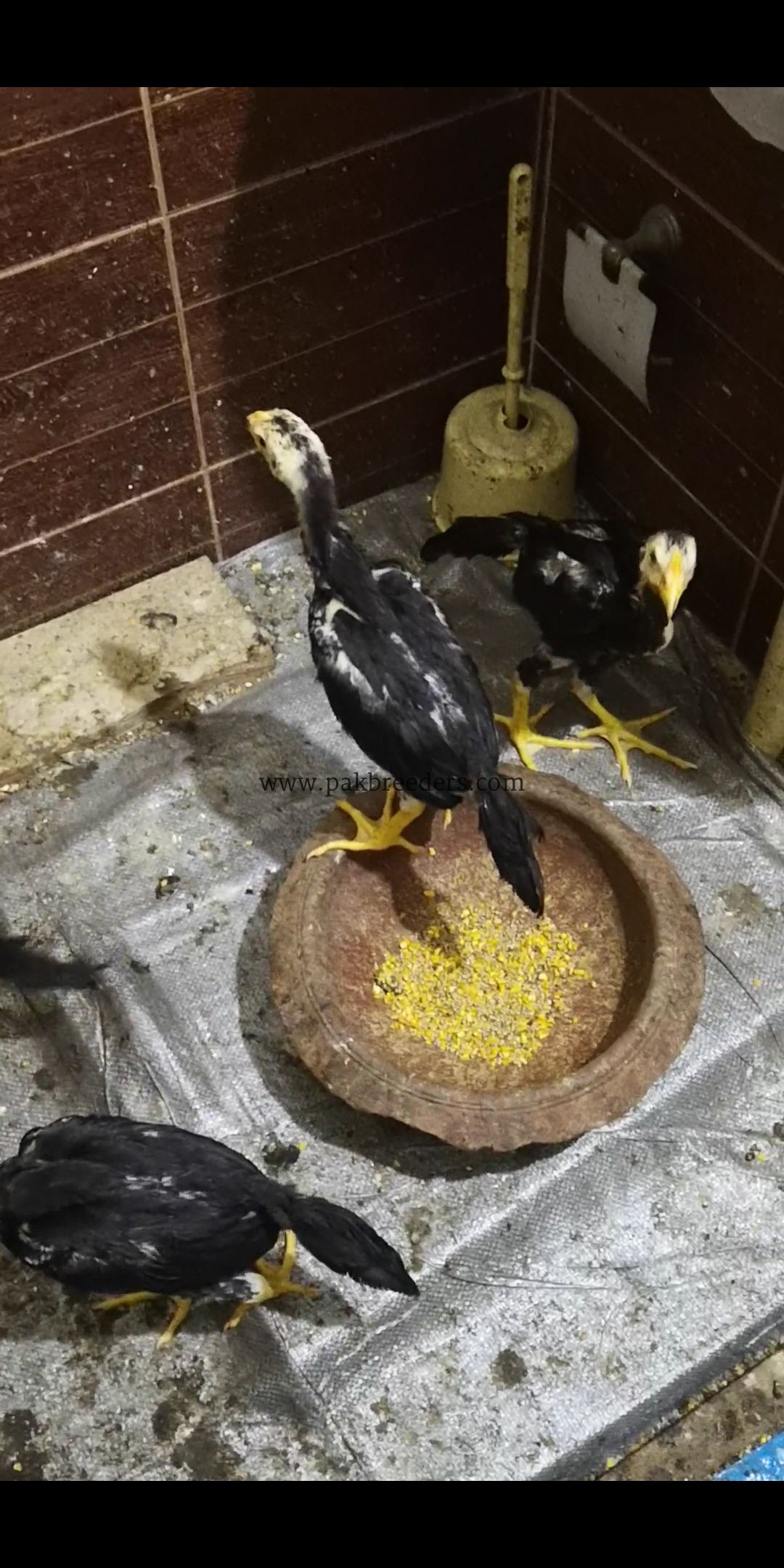 Black shamoo chicks 4 piece