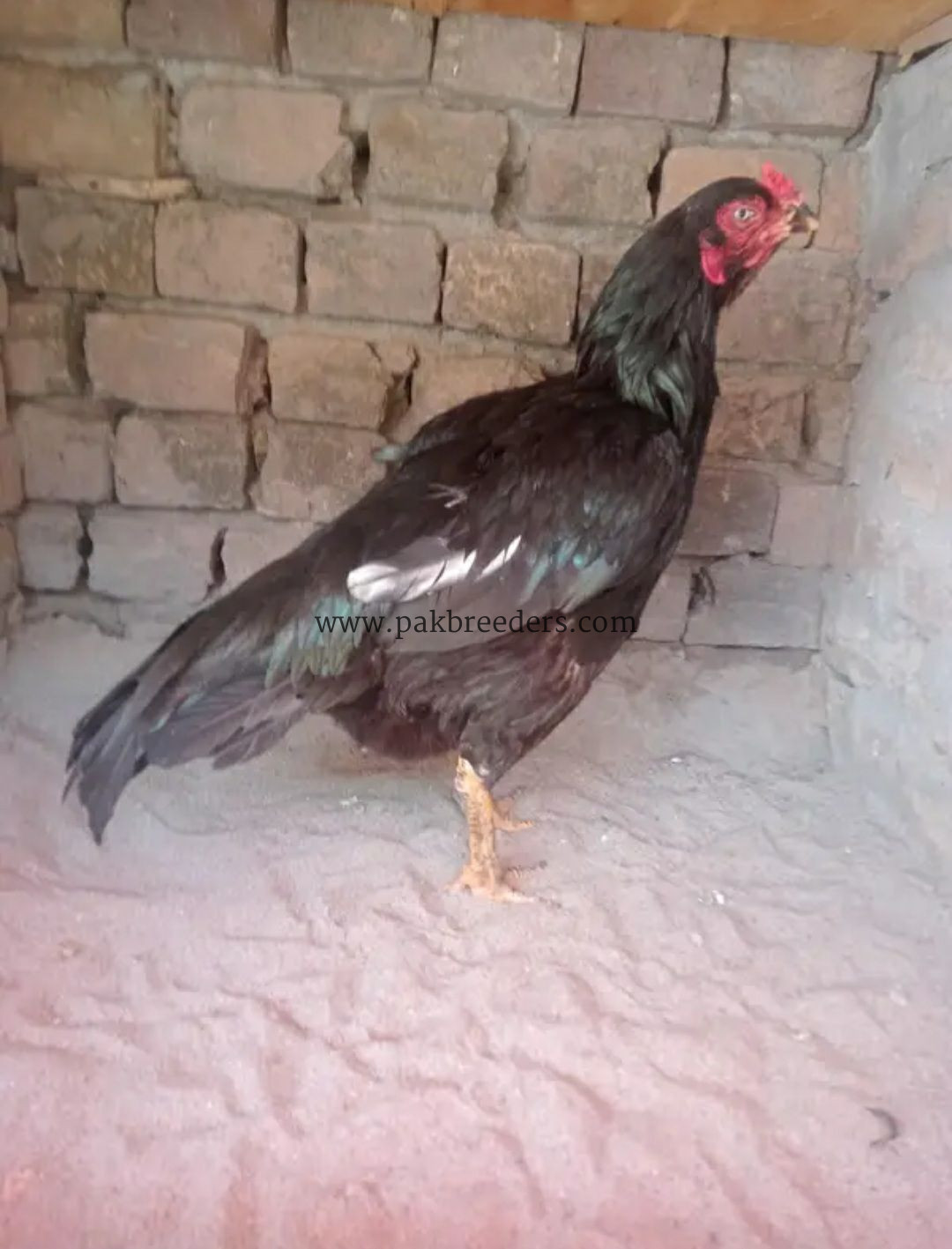 Lasani Mushki Aseel Madi