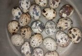Fresh Fertile Quail Eggs