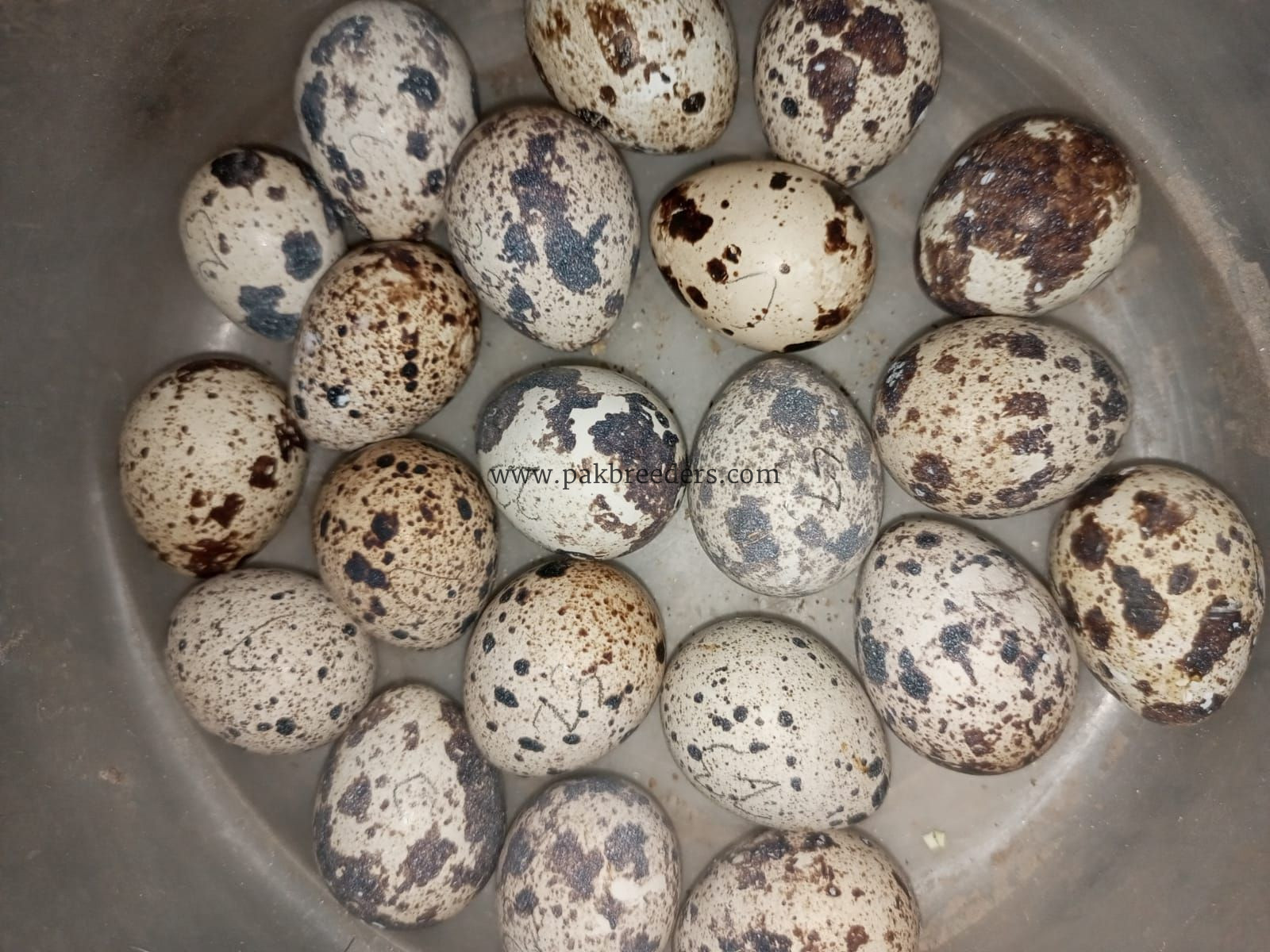 Fresh Fertile Quail Eggs