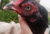 Muskha Aseel Female For sale