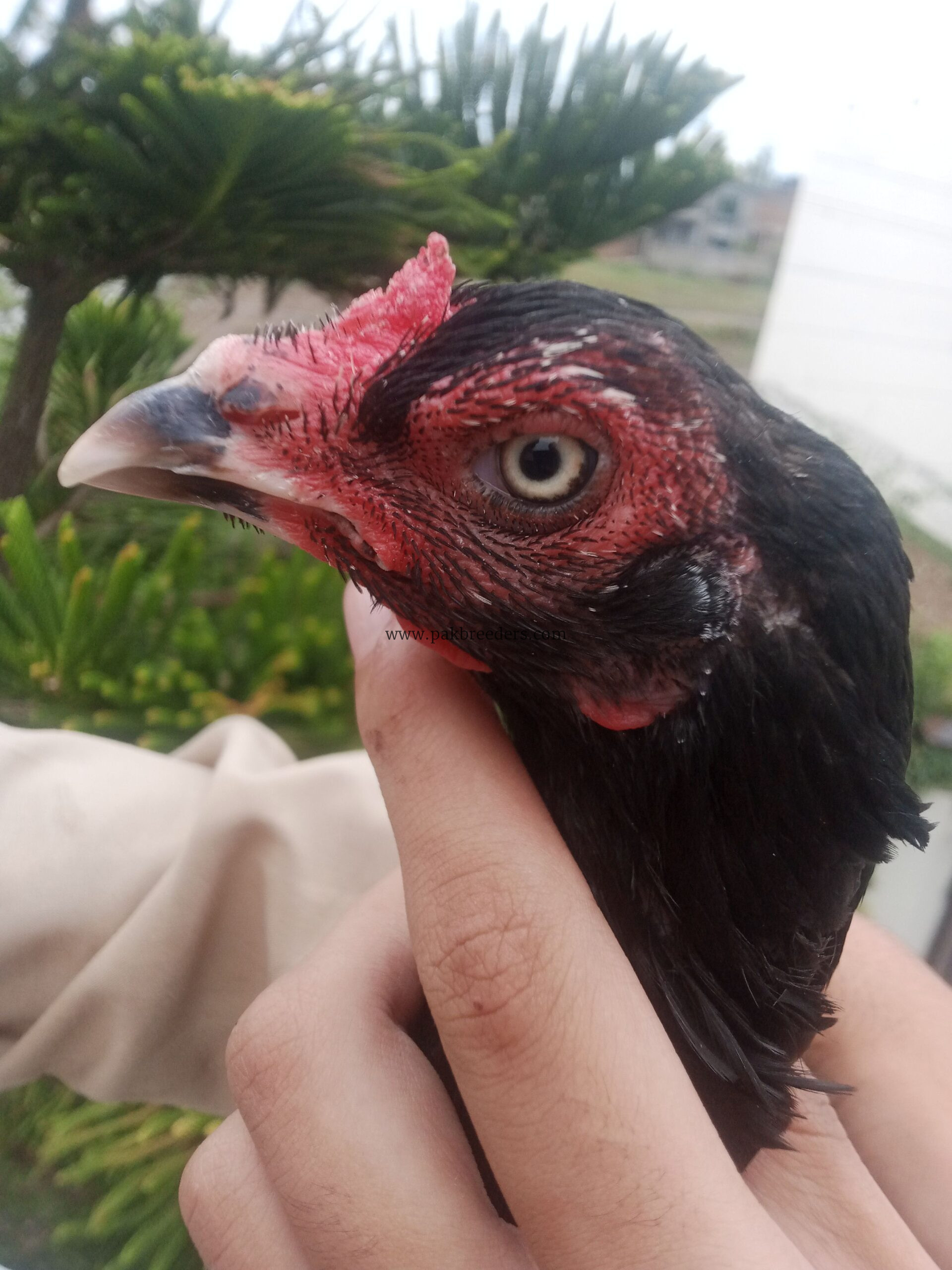 Muskha Aseel Female For sale
