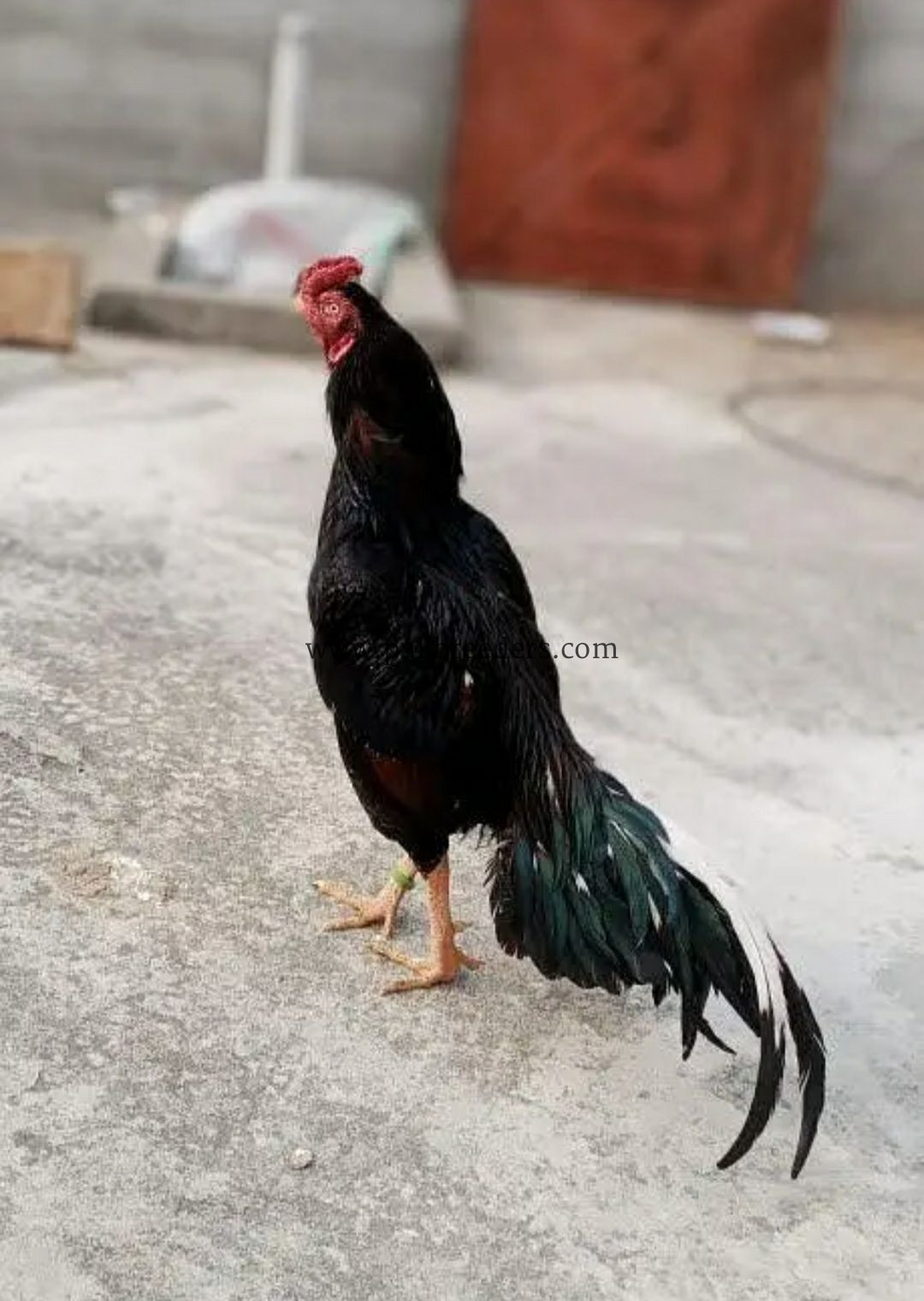 Taila Mushka Aseel Murgha