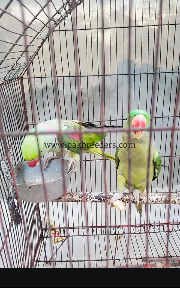 Kashmiri Raw Parrot Pair