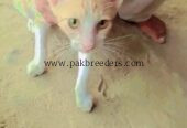 Well trained and loving cat
