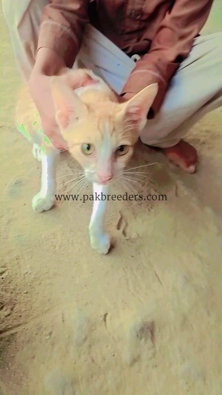 Well trained and loving cat