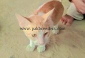 Well trained and loving cat