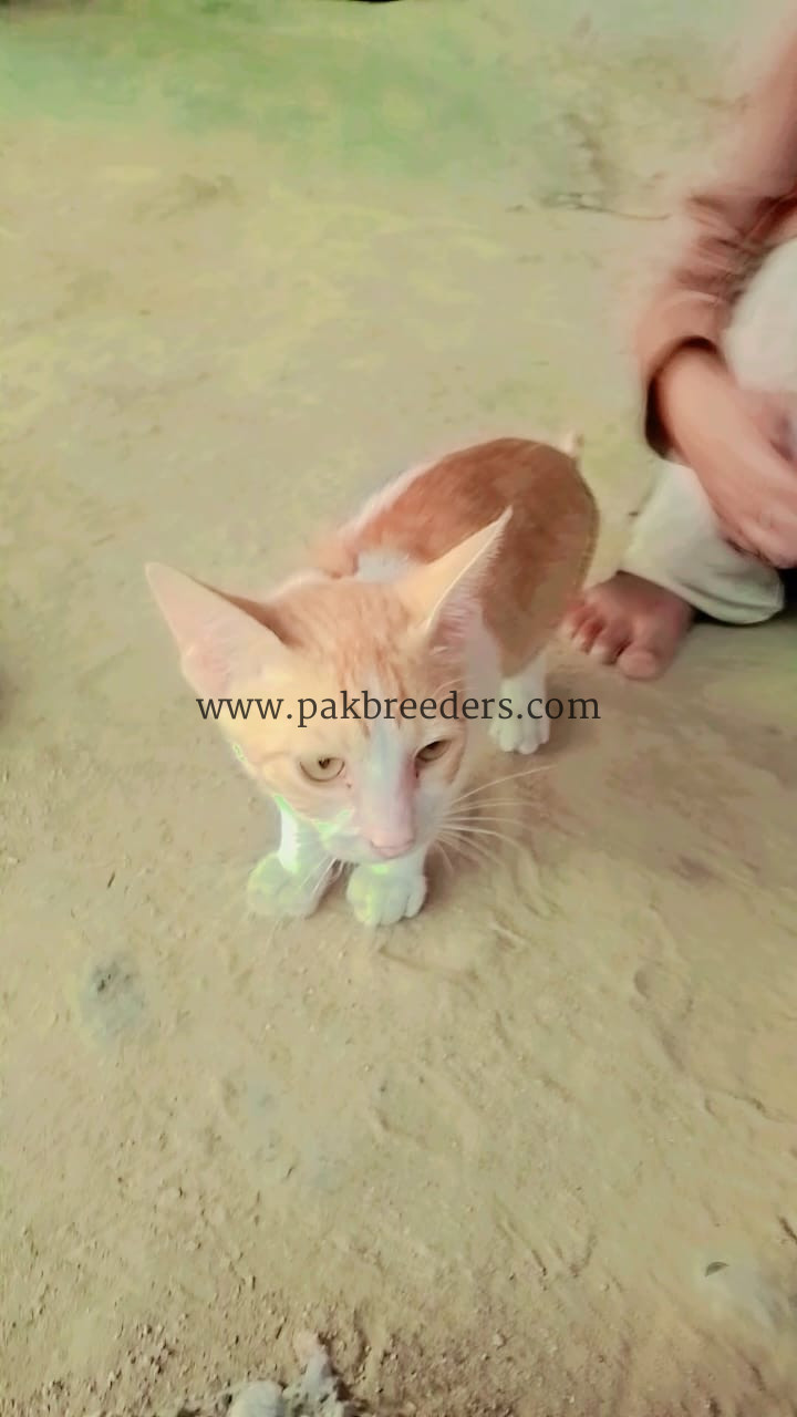 Well trained and loving cat