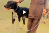 Trained Doberman Dog