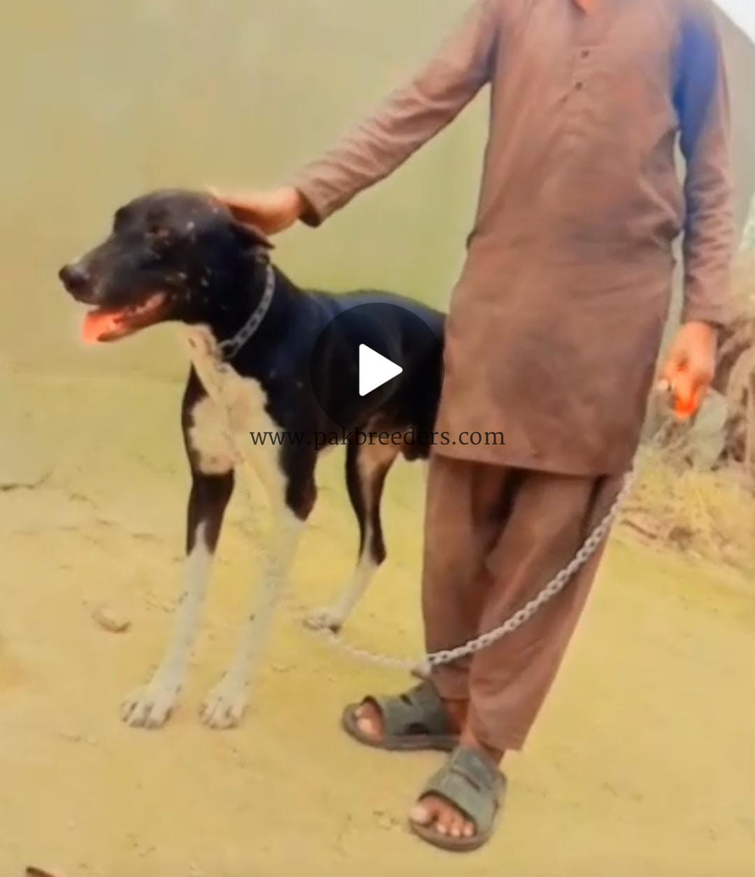 Trained Doberman Dog
