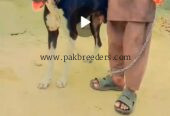 Trained Doberman Dog