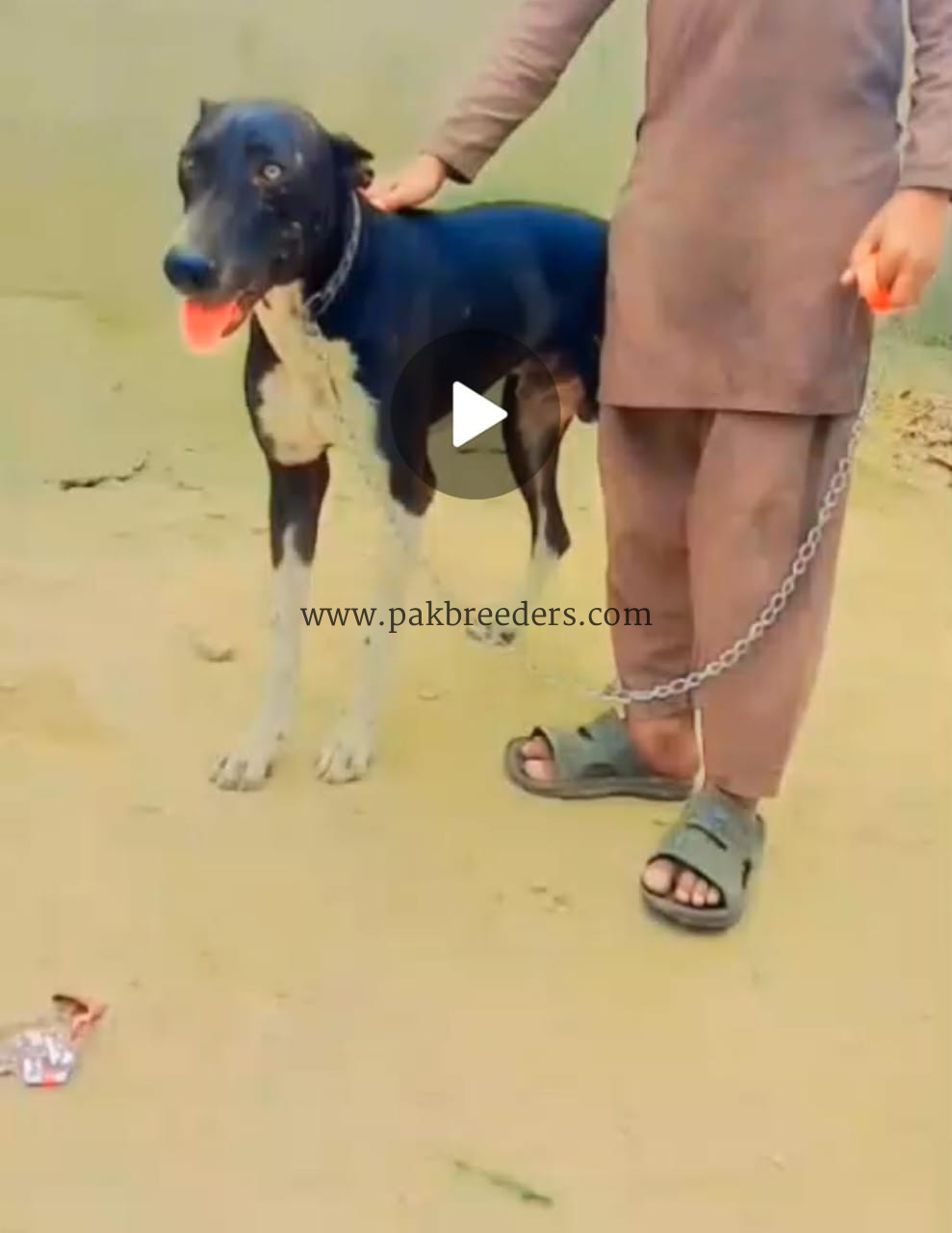 Trained Doberman Dog