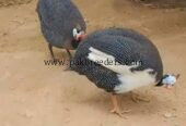 Chiny murghi / guinea fowl pair
