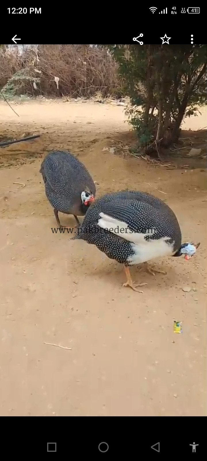 Chiny murghi / guinea fowl pair