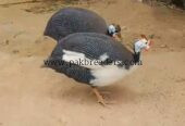 Chiny murghi / guinea fowl pair