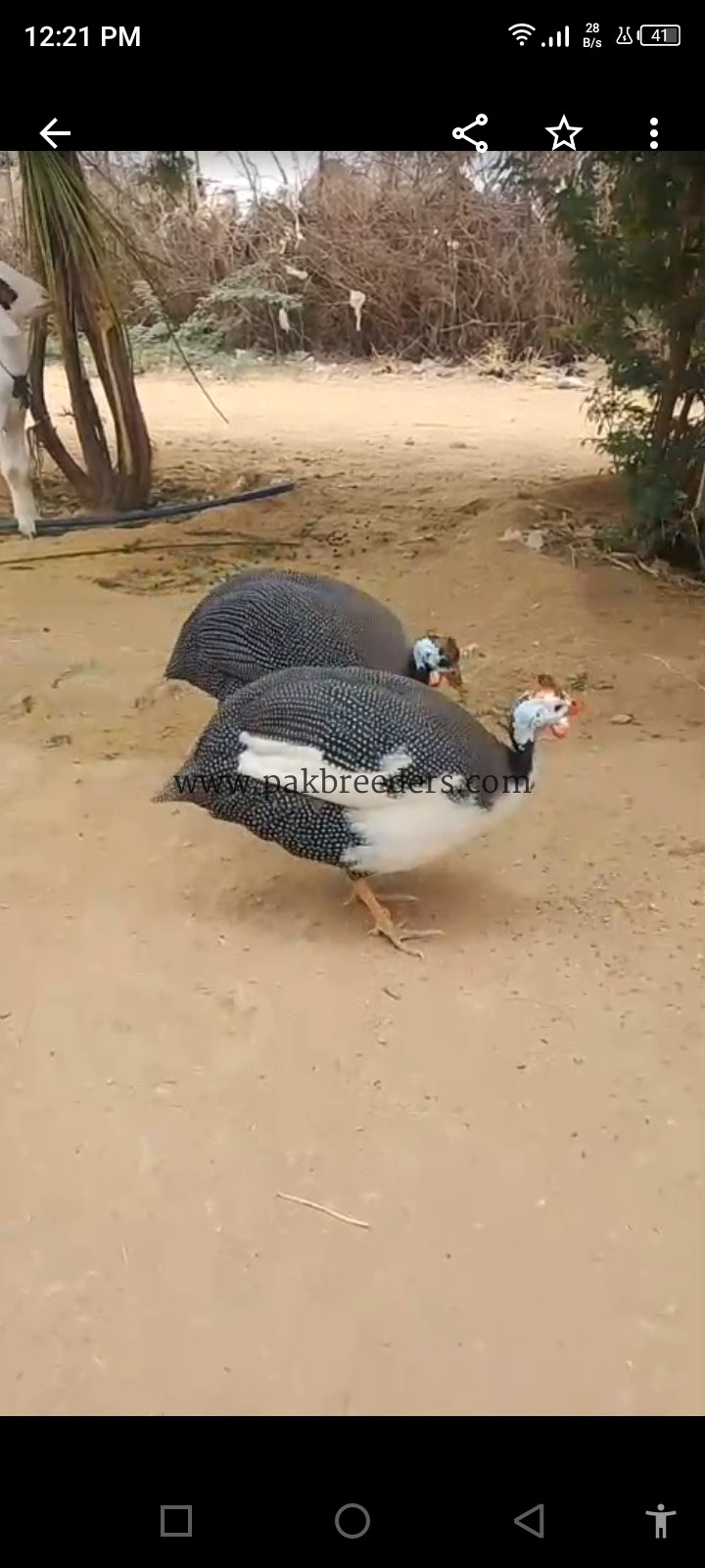 Chiny murghi / guinea fowl pair