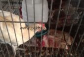 Leghorn murgha hai for sale