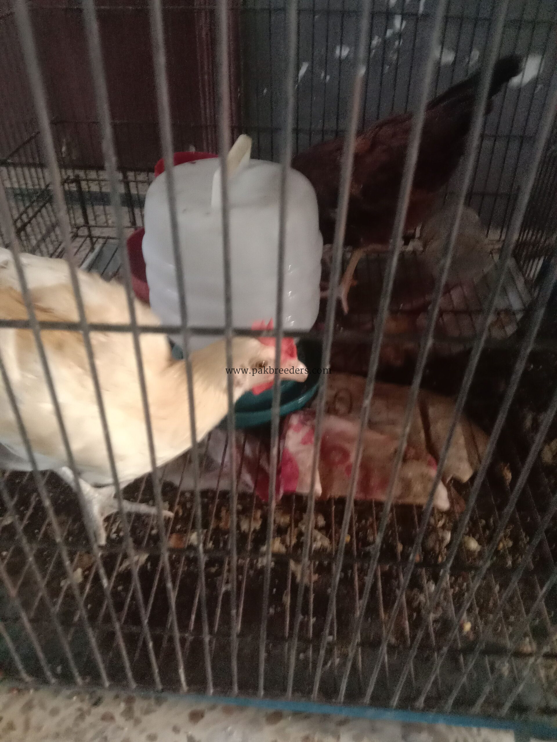 Leghorn murgha hai for sale