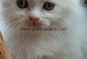 British short hair original breed