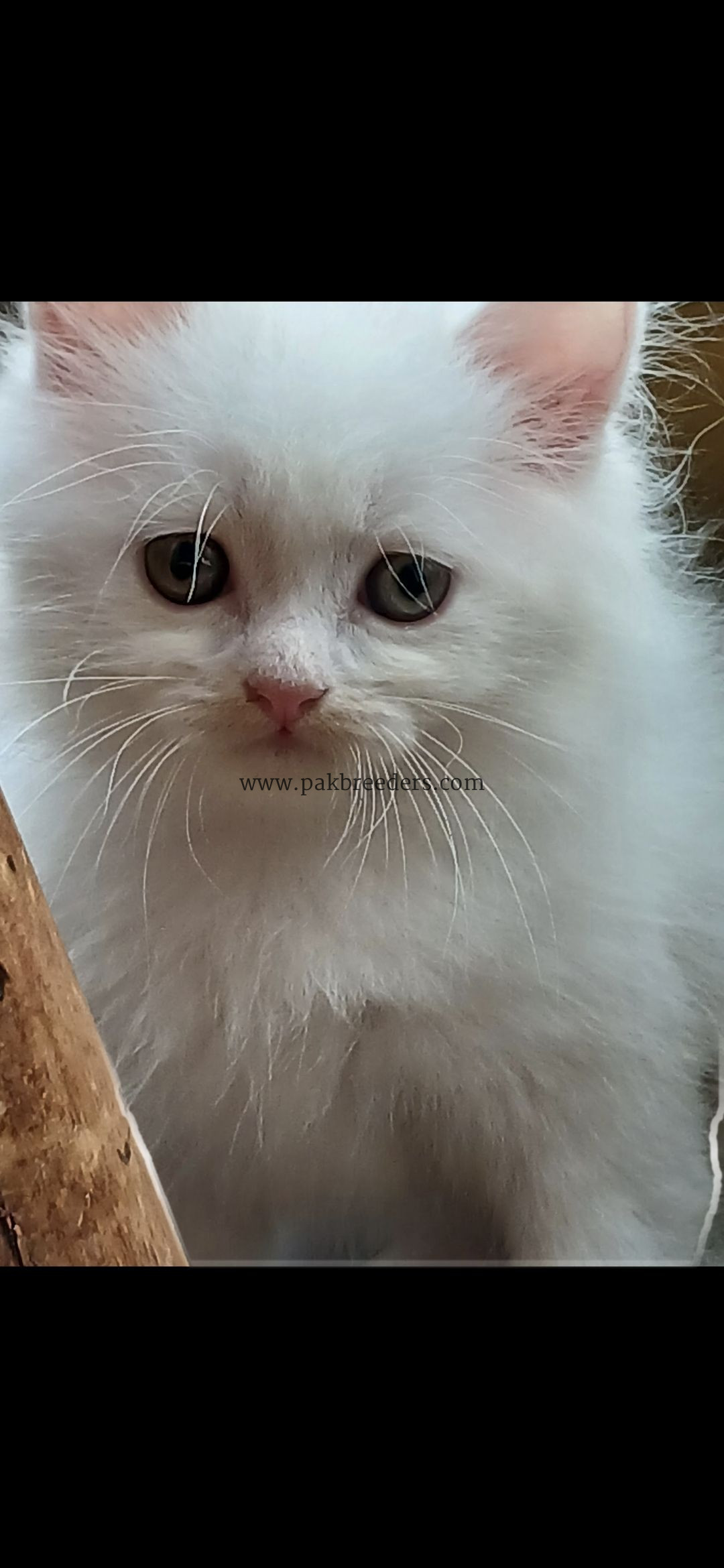British short hair original breed