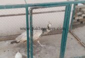 Peacock Female Available for sale