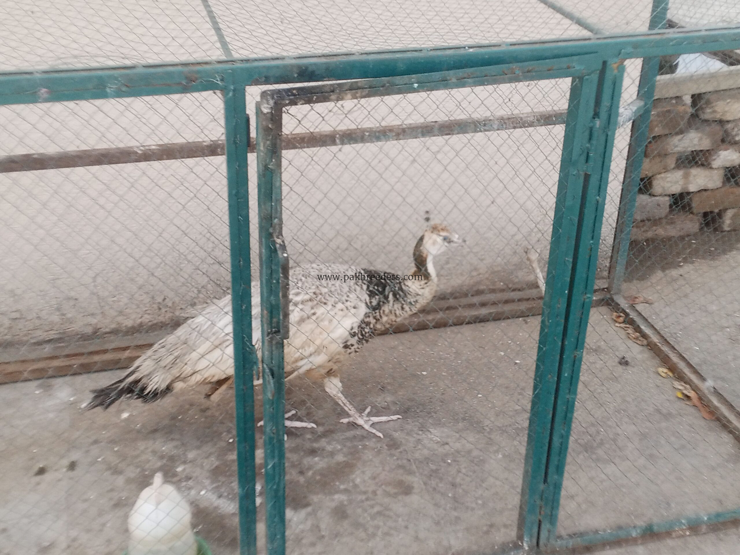 Peacock Female Available for sale