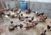Aseel breed roster .