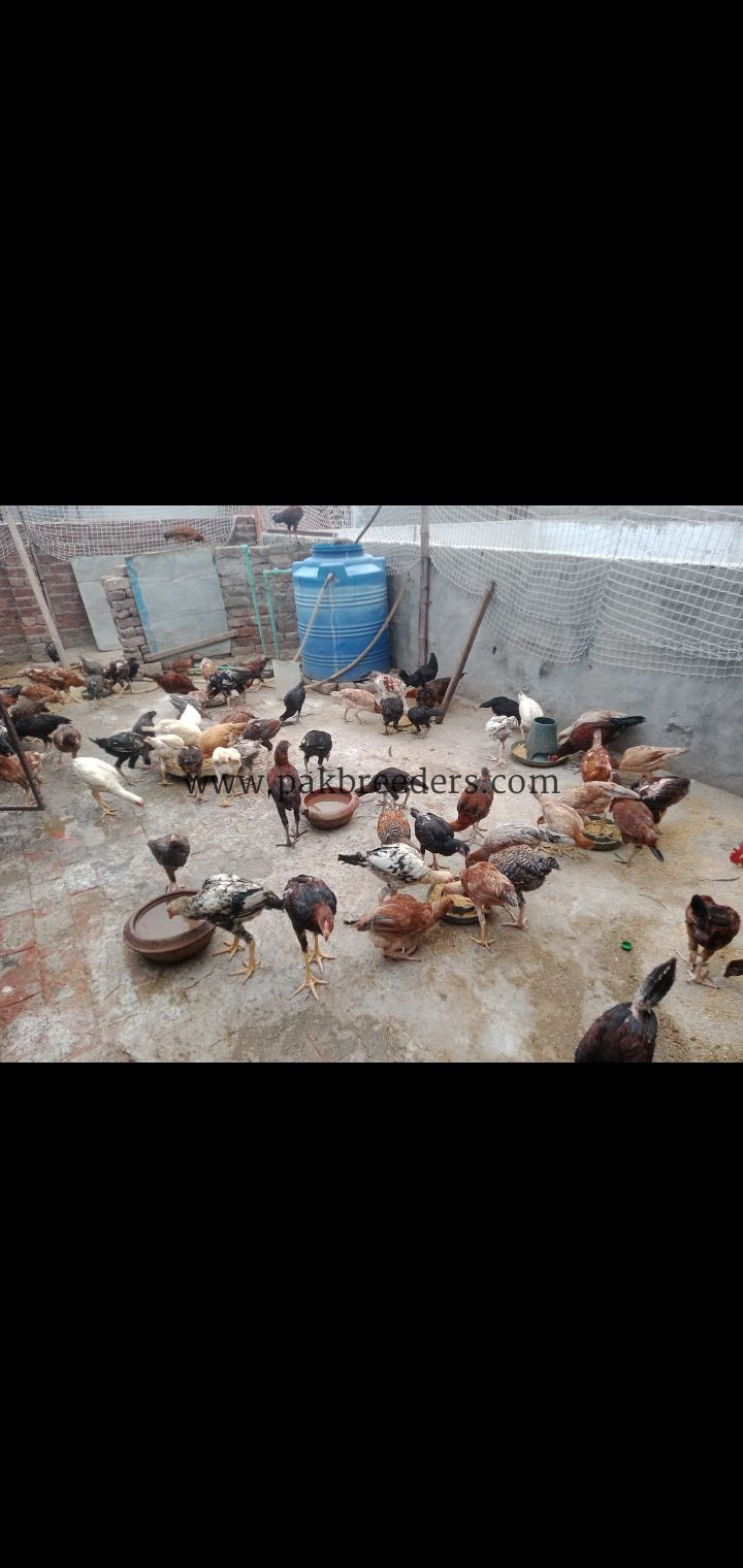 Aseel breed roster .