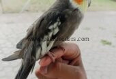 Coctail hand tame 100% active low price
