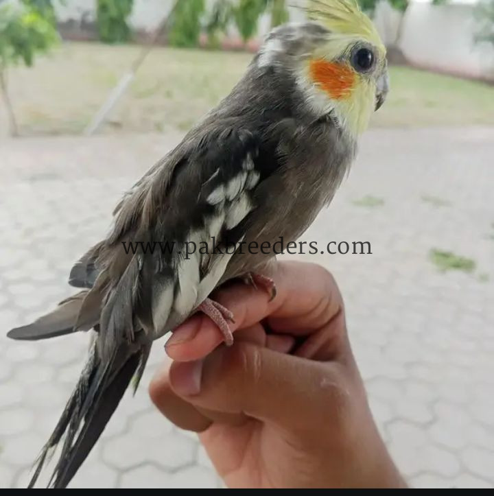 Coctail hand tame 100% active low price