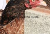 Aseel pathi full breeder female