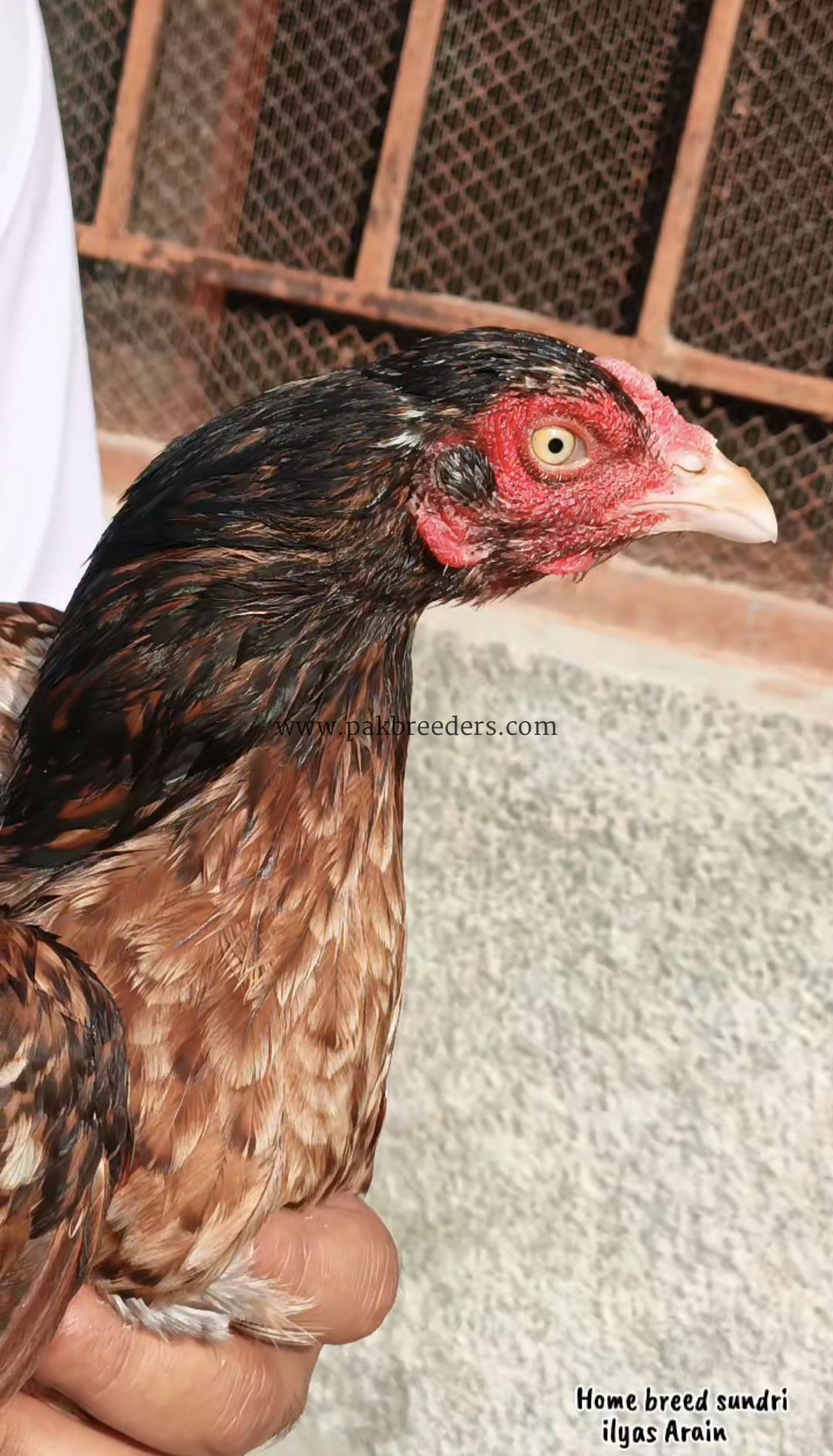 Aseel pathi full breeder female