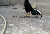 Taila Mushka Aseel Murgha