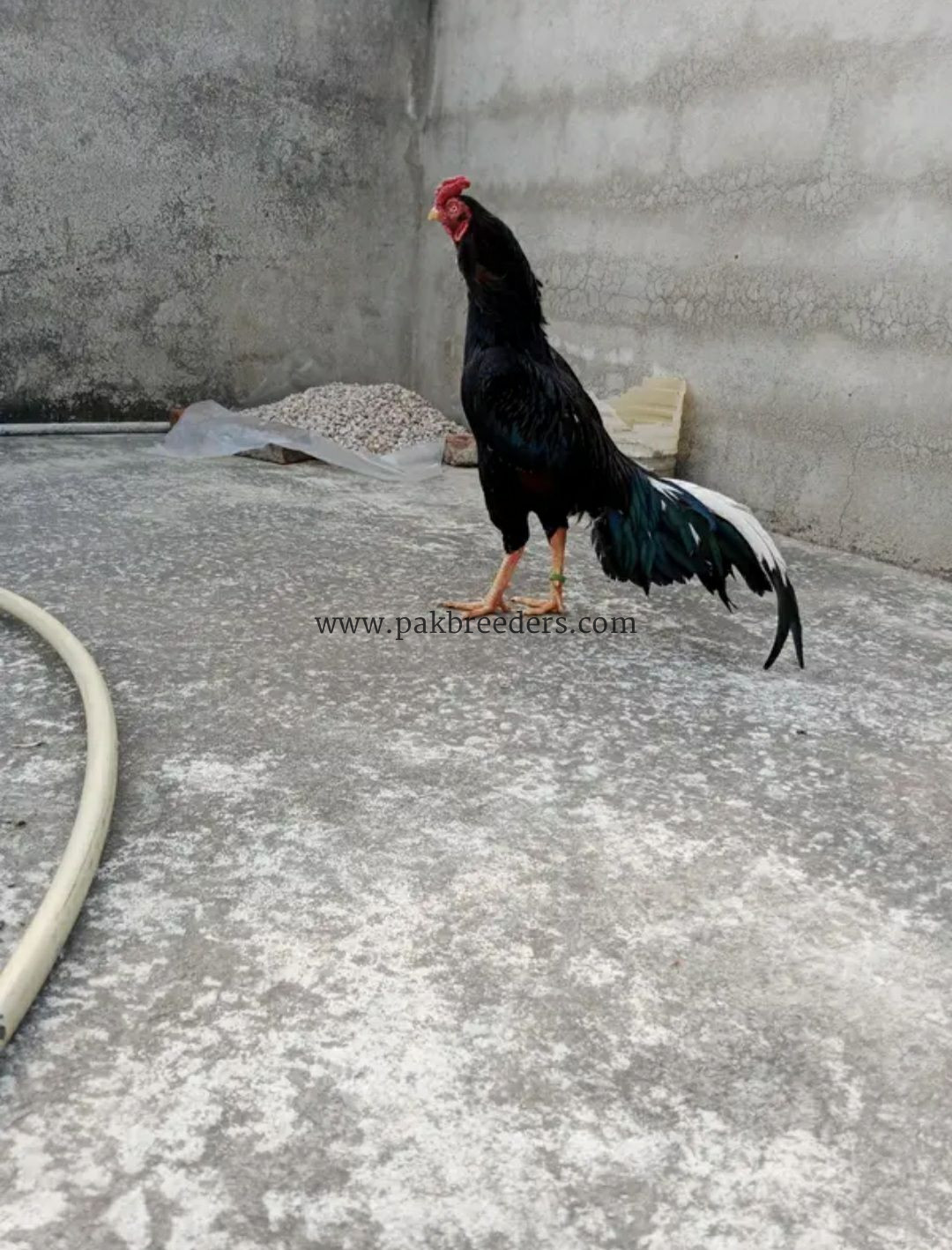 Taila Mushka Aseel Murgha