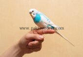 Budgie Parrot 100% Hand Tame