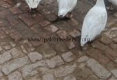 Big duck egg wali duck