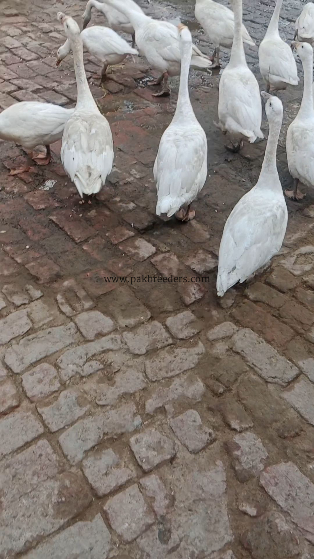 Big duck egg wali duck
